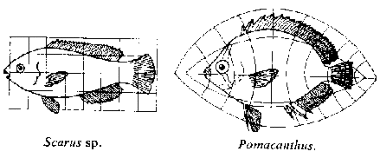 Figure 2: passage par d�formation d'une esp�ce de poisson � une autre