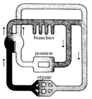Figure 7: systme respiratoire du dipneuste